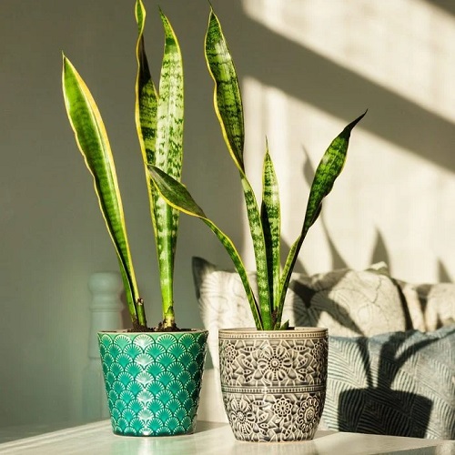 Gorgeous Indoor Plants That Enjoy Direct Sunshine