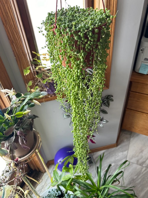 Indoor plants that cascade beautifully