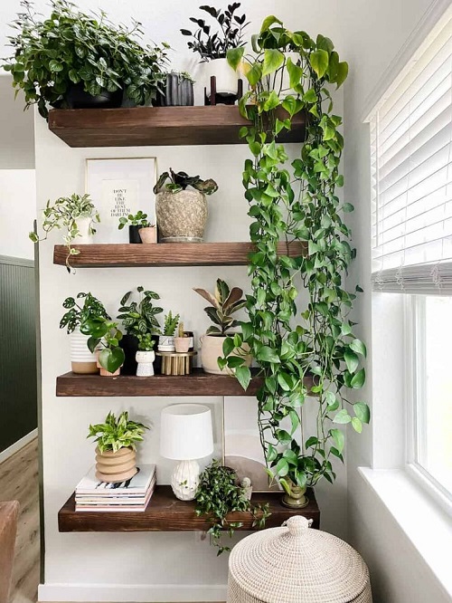 Indoor Plant decor