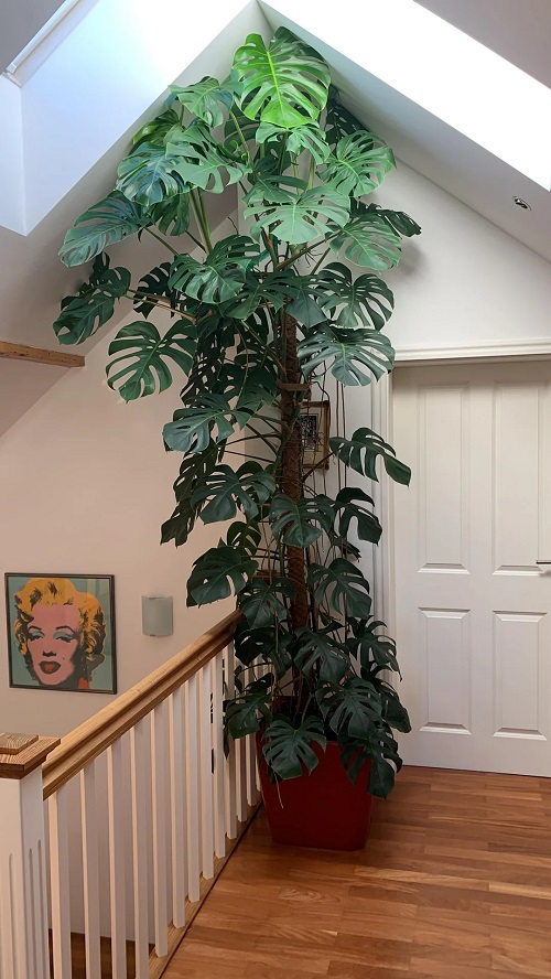 16 Tropical Rainforest Plants That You Can Grow Indoors Indoor Garden Web