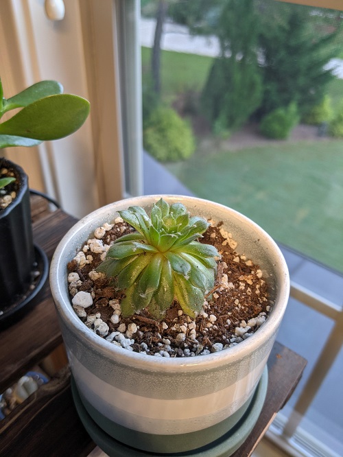  Indoor Plant near window
