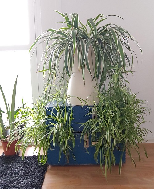  best Ways to Style Your Home with Spider Plants