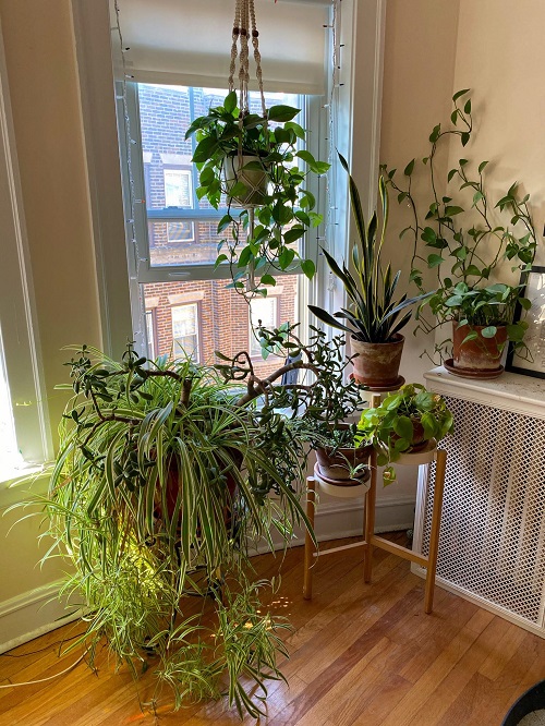 Ways to Style Your Home with Spider Plants Mixed Garden Display