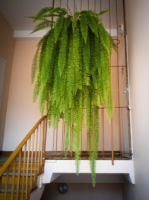 Indoor plants that cascade beautifully 