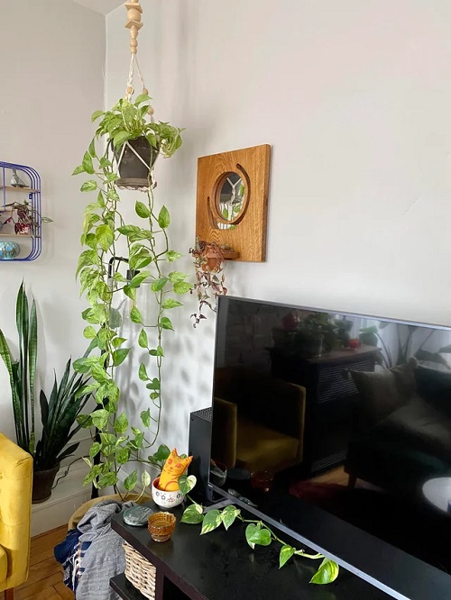 Indoor Plant decor